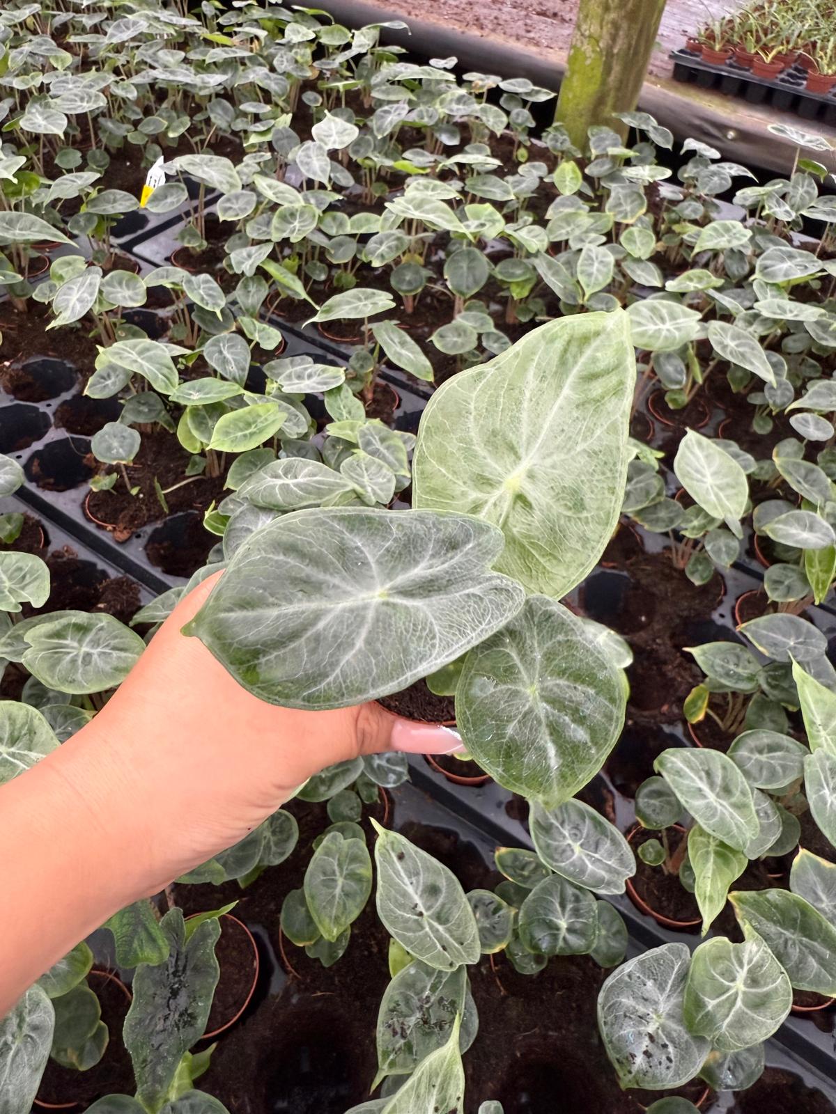 Alocasia Ivory Coast – Live Alocasia Plant | Elegant Indoor Houseplant